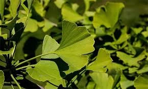 Ginkgo Biloba leaf extract used in MindRemember for brain circulation support