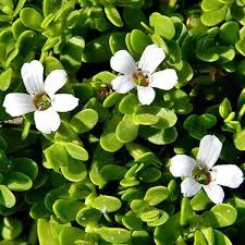 St. John's Wort capsule ingredient in MindRemember for mood and focus support