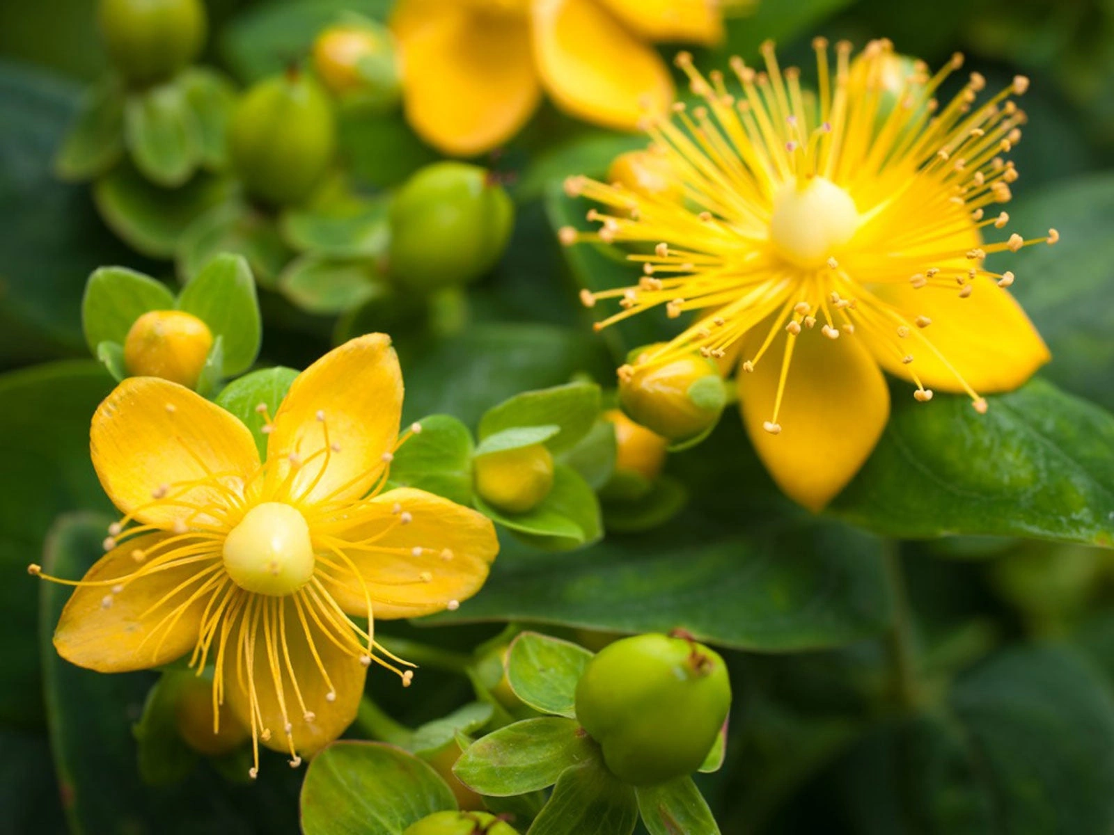 Bacopa Monnieri plant extract in MindRemember memory support supplement